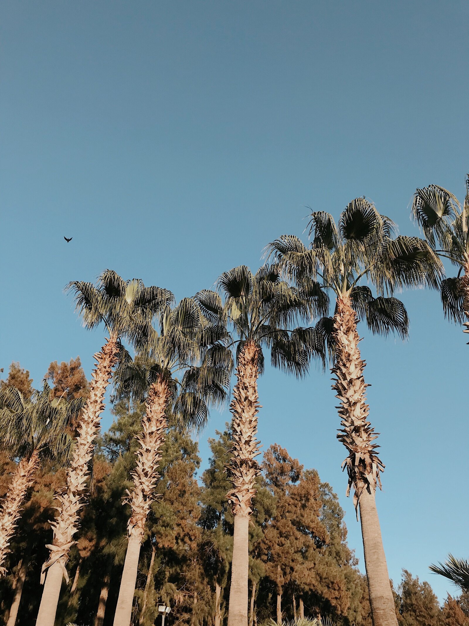 Palm trees in the Rio Grande Valley, the region Triggers Media serves.